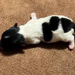 Liberty - Black tan and white male Biewer Terrier puppy in Stockbridge, Georgia from Jenn’s Georgia Morkies and Biewer Terriers