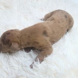 Braelynn - Chocolate female Great Dane puppy in Colorado Springs, Colorado from Pilot Danes