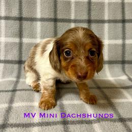 Duchess - Dapple female Dachshund puppy in Carlsbad, Texas from MV Mini Dachshunds