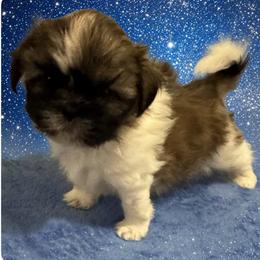 Nugget - Brown and white male Shichon puppy in Brainerd, Minnesota from Angie’s Teddy Bear Puppies Minnesota