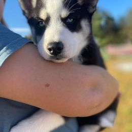 Siberian Husky Puppies from Siberian Huskies-Beckham the Great
