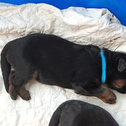German Shepherd Puppies from Schonwasser Shepherds