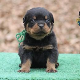 Panzer - Black and mahogany male Rottweiler puppy in Uniontown, Alabama from CedarBluff Rottweilers