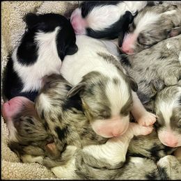 Assorted Doodle Crosses, Aussiedoodle, and Australian Shepherd Puppies from Faith, Feathers & FurBabies