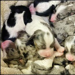Assorted Doodle Crosses, Aussiedoodle, and Australian Shepherd Puppies from Faith, Feathers & FurBabies
