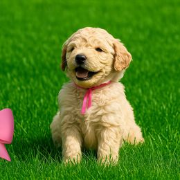 Goldendoodle puppies from Milley’s Poodles and Doodles