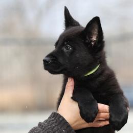 Oakley - Black female German Shepherd puppy in Augusta, West Virginia from Vom Haus Highlands