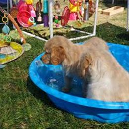 Golden Retriever Puppies from True Magic Goldens