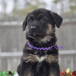 Girl 1 - female German Shepherd puppy in Bemidji, Minnesota from Coppermoon German Shepherds