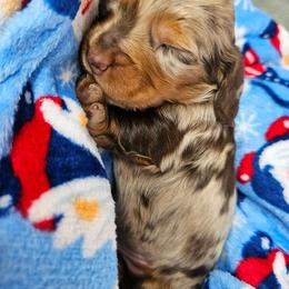 Chocolate and tan dapple male - Dapple male Dachshund puppy in Belle Rive, Illinois from Akin's Miniature Dachshunds, LLC