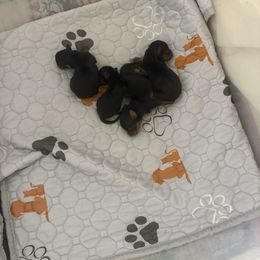 Boy 2 - Blue and gold male Yorkshire Terrier puppy in Trinity, Florida from Sassyville Yorkies