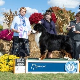 Bernese Mountain Dog All Grown Up from Carma Que’s Bernese Mountain Dogs