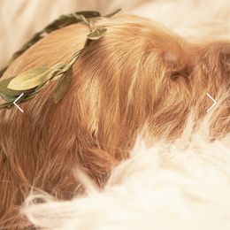 Goldendoodle Puppies from Best Doodles