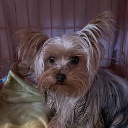 Yorkshire Terriers from Emerald City Yorkie’s