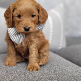 Cavapoos from Hill Farms Cavapoos