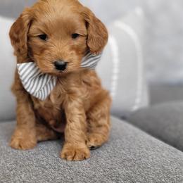 Cavapoos from Hill Farms Cavapoos