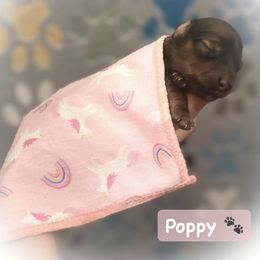 Dachshund Puppies from The Weenery