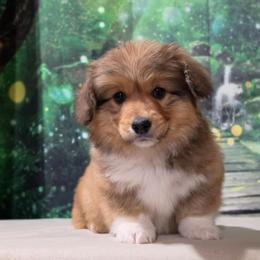 Lombardi (Fluffy coat) - Sable male Pembroke Welsh Corgi puppy in Washington from Castle View Royal Rumps