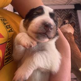 Girl 1 - Black and tan female Companion Cross puppy in Yucca Valley, California from Oasis Companion Canines