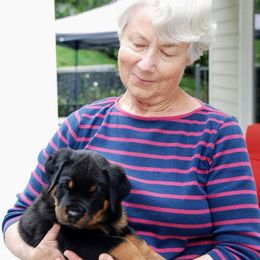 Cavalier King Charles Spaniel and Rottweiler Puppies from Nighthawk Rottweilers & Cavalier King Charles Spaniels