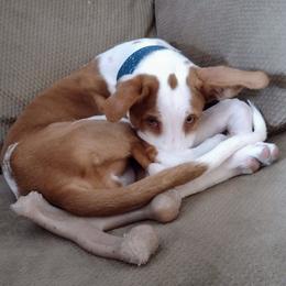 Ibizan Hound Puppies from AirO'Doe Ibizans