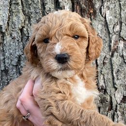 Twix - Goldendoodle puppy from Lola Bear Goldendoodles