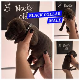 Black collar - Blue male Great Dane puppy in Doylestown, Ohio from Dana's Danes