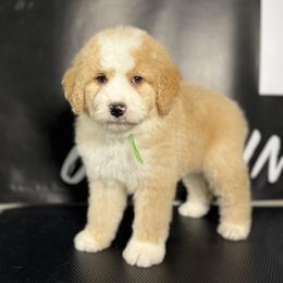 REMINGTON - Red male Bernedoodle puppy in Corpus Christi, Texas from The Henke Doodles