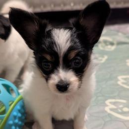 Girl 1 - White black and tan female Papillon puppy in Joshua, Texas from Summertime Kennels