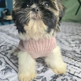 Mary - Brindle female Shih Tzu puppy in Stroudsburg, Pennsylvania from Puppyville Pa Shih Tzu & frenchies