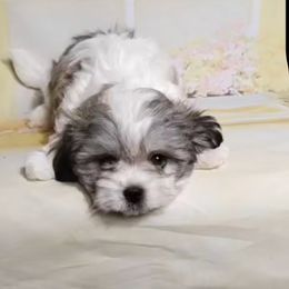 Boy 2 white gray - White male Morkie puppy in Concord, California from Puppy Boutique
