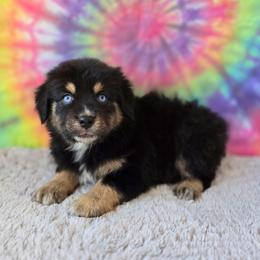 Hera - Black tri female Miniature Australian Shepherd puppy in Church Hill, Tennessee from Hippie Dog Haven