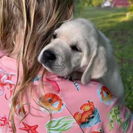 Rosie - 5th Generation Family Lab - Yellow female Labrador Retriever puppy in Earlham, Iowa from Family Labs