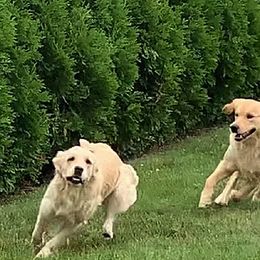 Golden Retriever All Grown Up from Bokamo Goldens