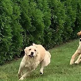 Golden Retriever All Grown Up from Bokamo Goldens
