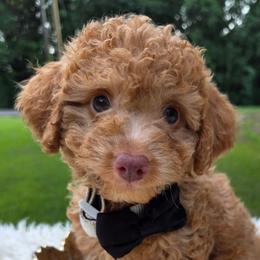 Kona - Apricot male Aussiedoodle puppy in Haleyville, Alabama from The Cuddly Dood Ranch