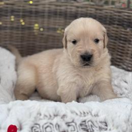 Red Boy - Golden male Golden Retriever puppy in Silver Lake, Indiana from Seven Hills Goldens