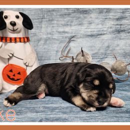 Luke - Black and silver male Miniature Schnauzer puppy in Lebanon, Missouri from Cedar Glades Canines