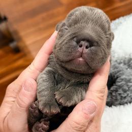 Boosie - Tricolors male French Bulldog puppy in Delhi, Louisiana from 4T Ranch