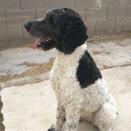 Dash - Poodle