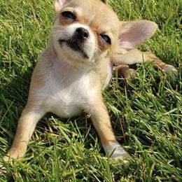 Chihuahua Puppies from Strawberry River Kennel