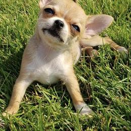 Chihuahua Puppies from Strawberry River Kennel