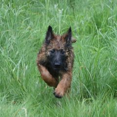 Belgian Tervuren Puppies from EnHommage Belgian Shepherds