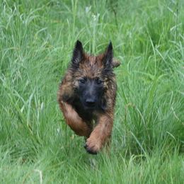 Belgian Tervuren Puppies from EnHommage Belgian Shepherds