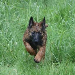 Belgian Tervuren Puppies from EnHommage Belgian Shepherds
