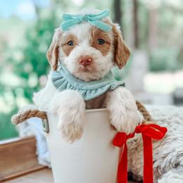 Elsie - Cream female Goldendoodle puppy in Iola, Texas from Supreme Doodles of Texas