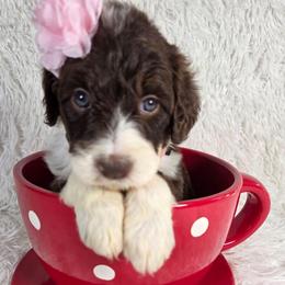 Panda - Brown and white female Aussiedoodle puppy in Haleyville, Alabama from The Cuddly Dood Ranch