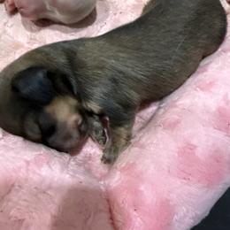 Biscuit - Cream male Dachshund puppy in Salem, Oregon from Longdox Mini Dachshunds