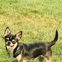Knopa - Chihuahua
