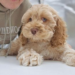 Cookie - Buff Male Cockapoo, Ready before the holidays - Buff male Cockapoo puppy in Oakhurst, New Jersey from Teddy Bear Cockapoos
